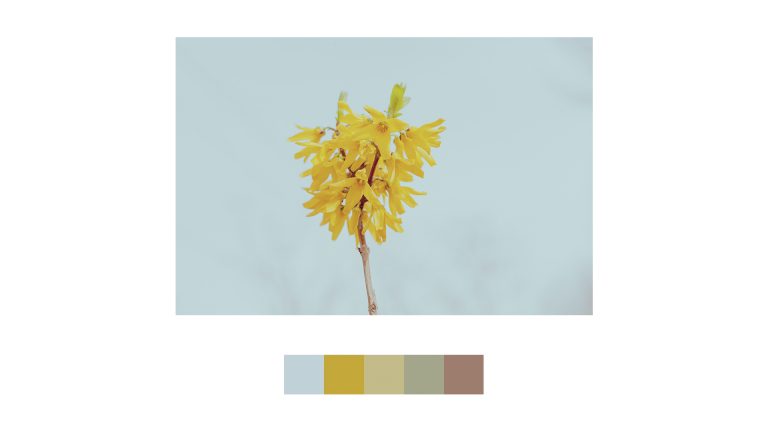 单反扫街vlog 街边花草拍摄 制作春天的“色卡”